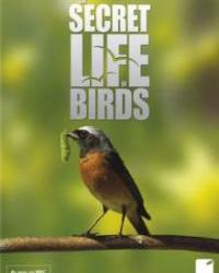 Тайная жизнь птиц (2011) смотреть онлайн
